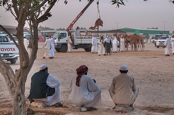 Men watch a camel being lifted by crane in the Abu Hamour Wholesale Market.