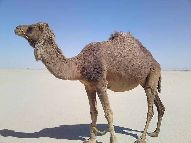 File:Camel of Daak, Noshki - panoramio.jpg