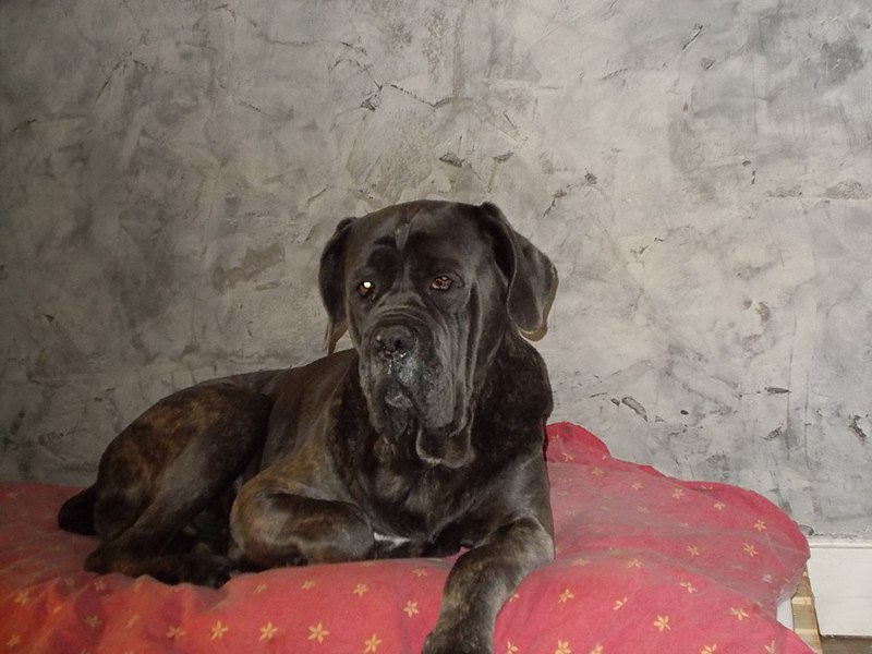 File:Cane corso 15.jpg