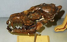 Cranio di C. arnensis, Museo di storia naturale sezione di geologia e paleontologia, Firenze