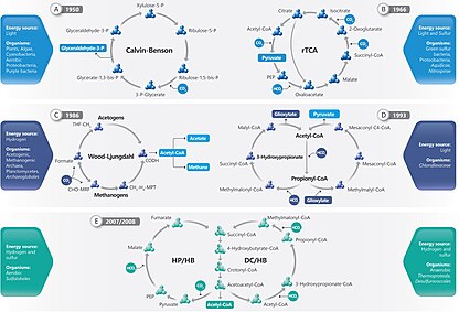 Обзор шести циклов биологической фиксации