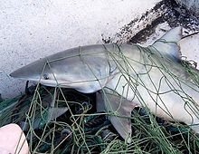 The finetooth shark is caught for meat off the southeastern United States. Carcharhinus isodon in net.JPG