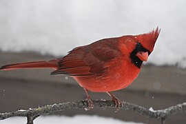 Cardinal marriottsville snow 1.13.19 DSC 0315 2.jpg