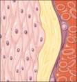 Arterial wall 3
