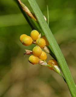 <i>Carex aurea</i> Species of grass-like plant