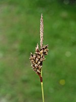 Carex ericetorum inflorescens.jpg