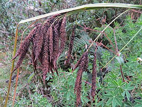 Beschreibung des Bildes Carex_jamesonii_1.jpg.