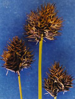 <i>Carex haydeniana</i> Species of plant in the genus Carex