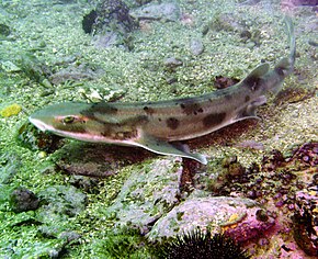 Beskrivelse af Carpetshark.jpg-billedet.