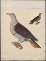 Carpophaga zoeae - 1825-1839 - Print - Iconographia Zoologica - Special Collections University of Amsterdam - UBA01 IZ15600123.tif