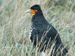 Un caracara caronculé, en Équateur