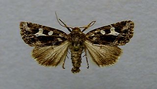 <i>Celaena haworthii</i> species of insect