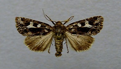 Svartvitt kärrfly, Celaena haworthii