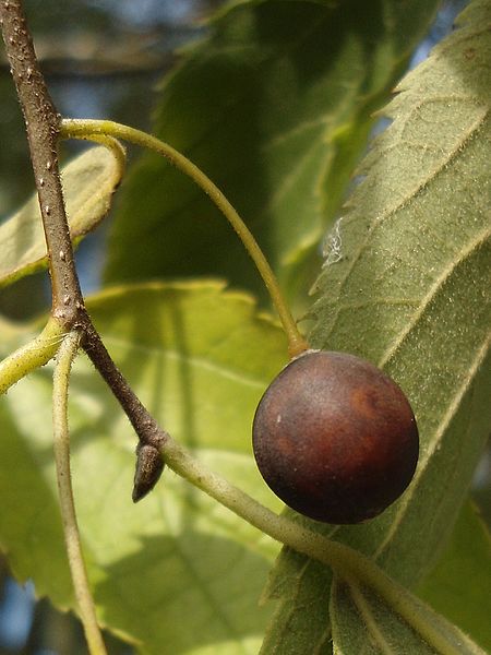 File:Celtis australis fruit BG.jpg