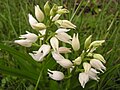 Cephalanthera longifolia Portugal - Serra d'Arrábida