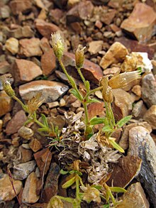 Cerastium alalicum-MW0156370-live.jpg