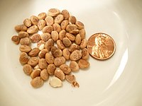 Charoli seeds