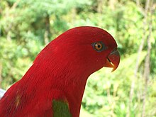 Chattering lory Chattering Lory (Lorius garrulus)4.jpg