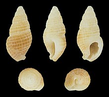 Chauvetia lefebvrii 01.jpg