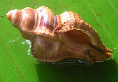 A shell of Chicoreus capucinus Chicoreus capucinus 001.jpg