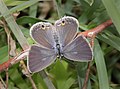 Chilades parrhasius parrhasius - Small Cupid FEMALE 5.jpg