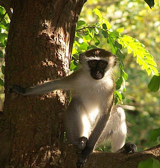 <span class="mw-page-title-main">Cercopithecini</span> Tribe of Old World monkeys