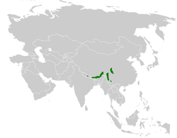 Cholornis unicolor distribution map.png