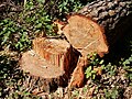 Chopped Pine (27489871560).jpg