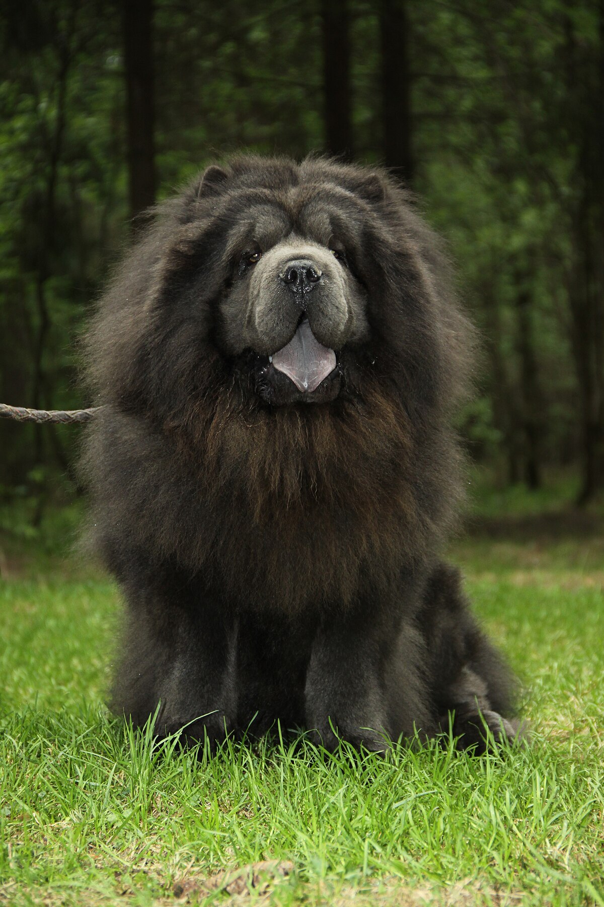 big fluffy grey and white dog