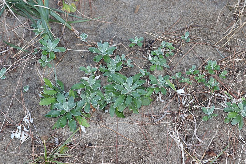 File:Chrysanthemum pacificum (leaf s5).jpg