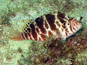 Kuvaus Cirrhitichthys aprinus.jpg -kuvasta.