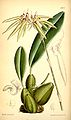 Bulbophyllum picturatum (as syn. Cirrhopetalum picturatum) plate 5802 in: Curtis's Bot. Magazine (Orchidaceae), vol. 111, (1885)