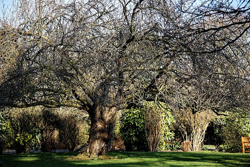 File:City of London Cemetery Memorial Gardens lawn tree and hedge 01.jpg