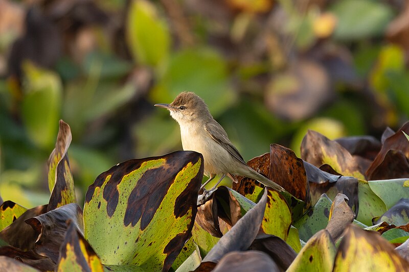 File:Clamorous reed warbler 16.jpg