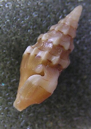 <i>Clavus bilineatus</i> Species of gastropod