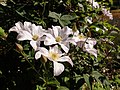 Thumbnail for File:Clematis Huldine 2020-07-30 1458.jpg