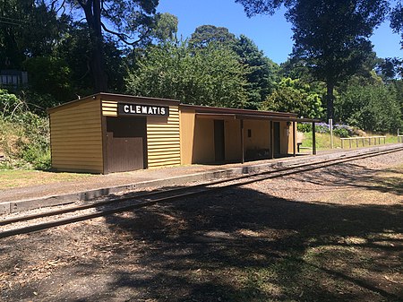 Clematis Puffing Billy Station