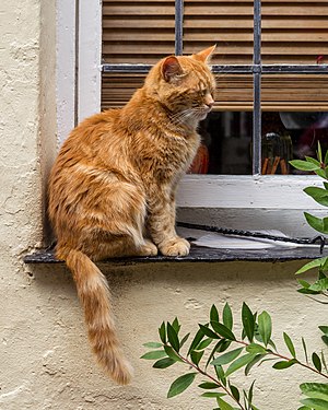 Clovelly (Devon, UK), Katze -- 2013 -- 1337.jpg