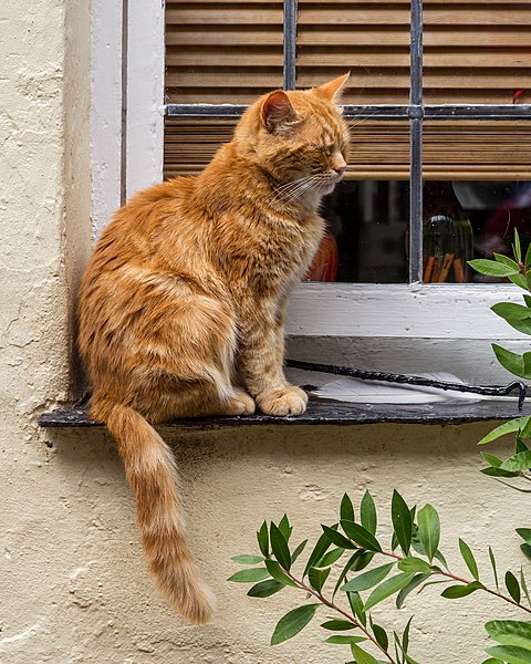 File:Clovelly (Devon, UK), Katze -- 2013 -- 1337.jpg