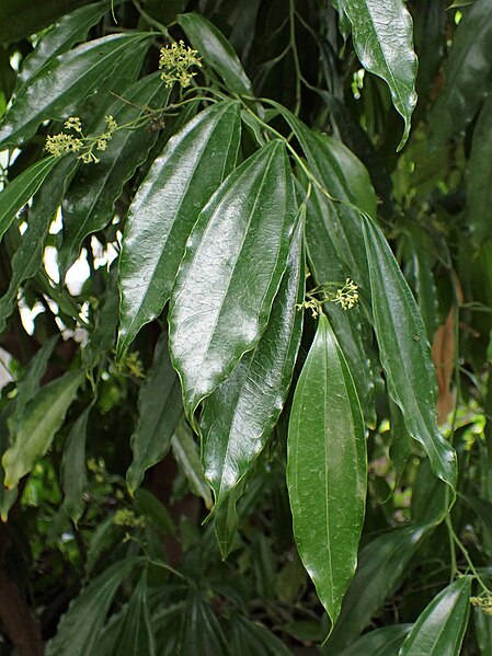 File:Cocculus laurifolius kz05.jpg