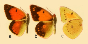 Colias romanovi in Die Großschmetterlinge der Erde.png