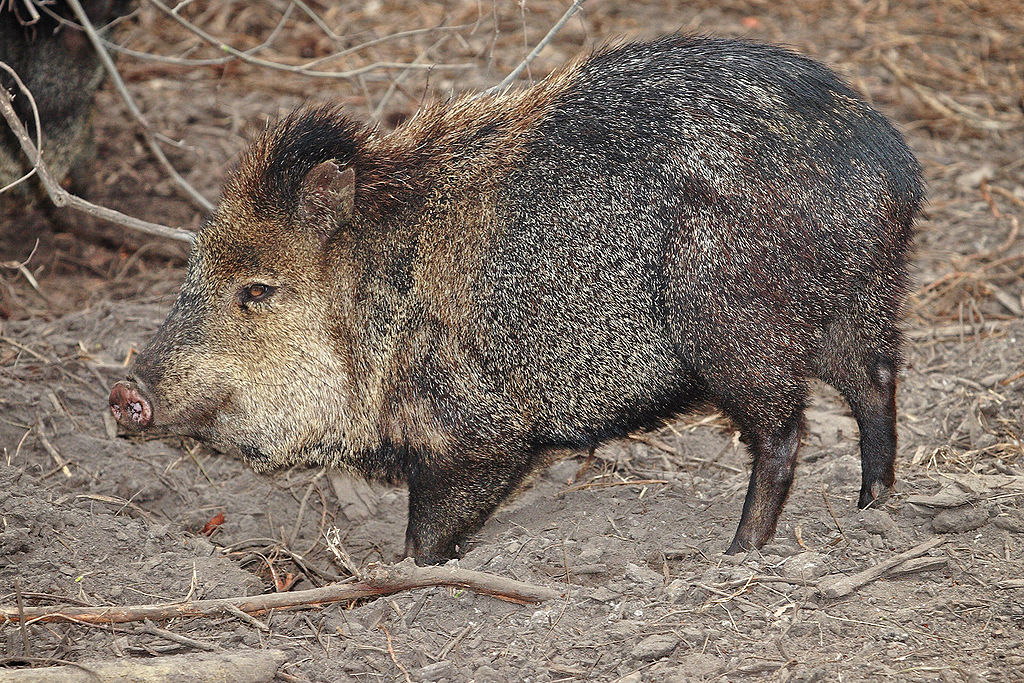 Collared peccary02 - melbourne zoo.jpg