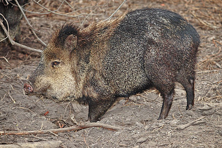 Nasdrovia - Liens d'Ilya  440px-Collared_peccary02_-_melbourne_zoo