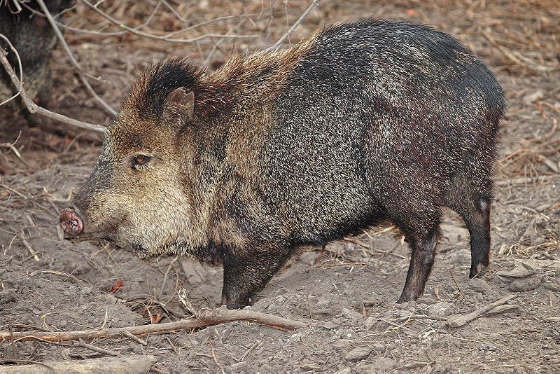 File:Collared peccary02 - melbourne zoo.jpg