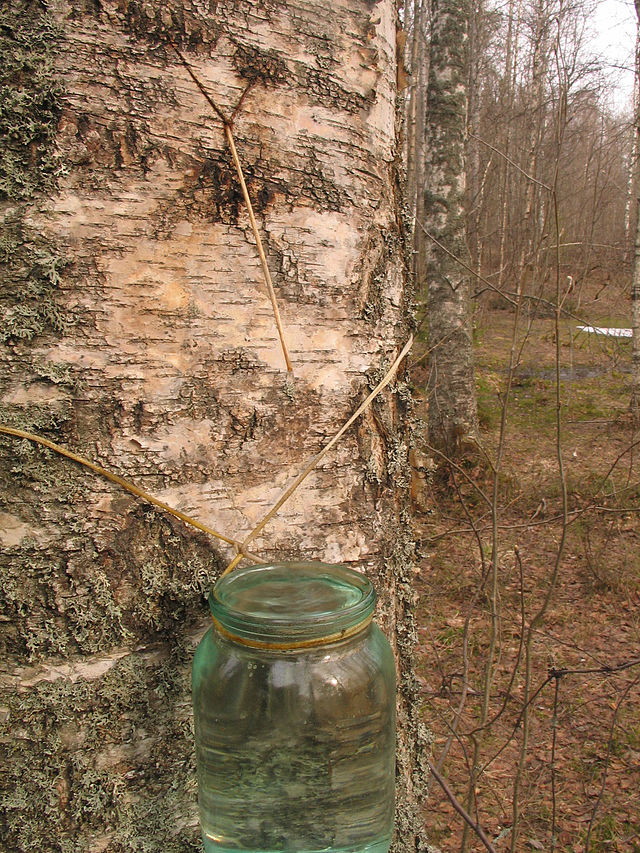 Refreshing mineral water straight from a birch tree.#foraging #birch #, hunger games tree water