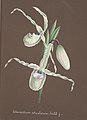 Phragmipedium reticulatum (as syn. Selenipedium reticulatum) aquarell in: Collection d'orchidées, (1850-1870)