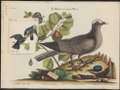 Columba leucocephala - 1700-1880 - Print - Iconographia Zoologica - Special Collections University of Amsterdam - UBA01 IZ15600193.tif