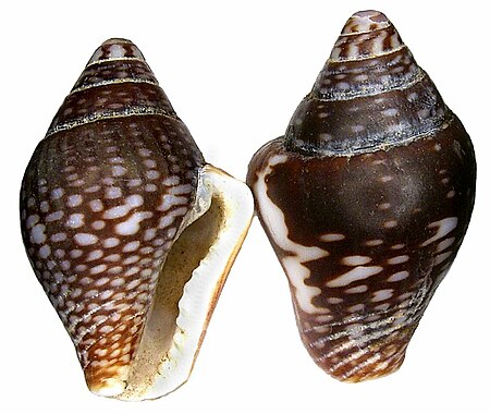 Columbella_costa