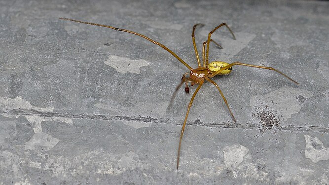 Tangle-web Spider (Theridiidae)
