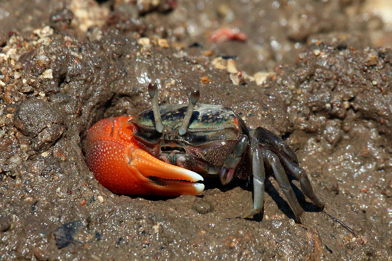 File:Compressed fiddler crab (Uca coarctata) male.jpg